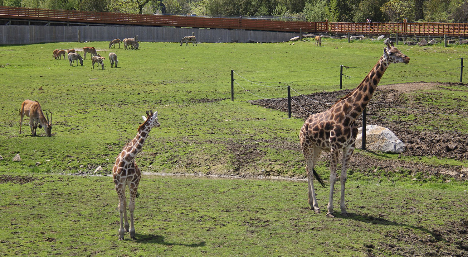 Parc Safari