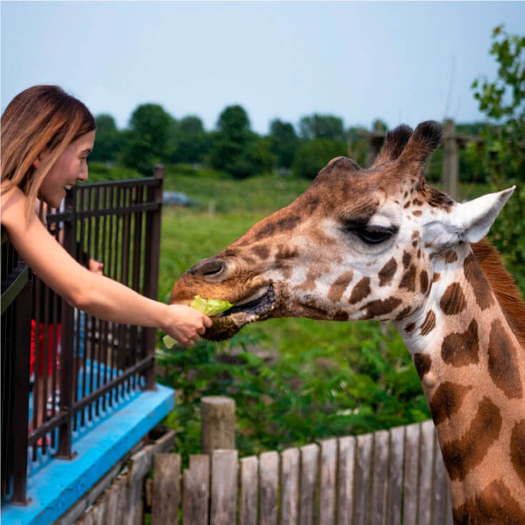 Parc Safari Package